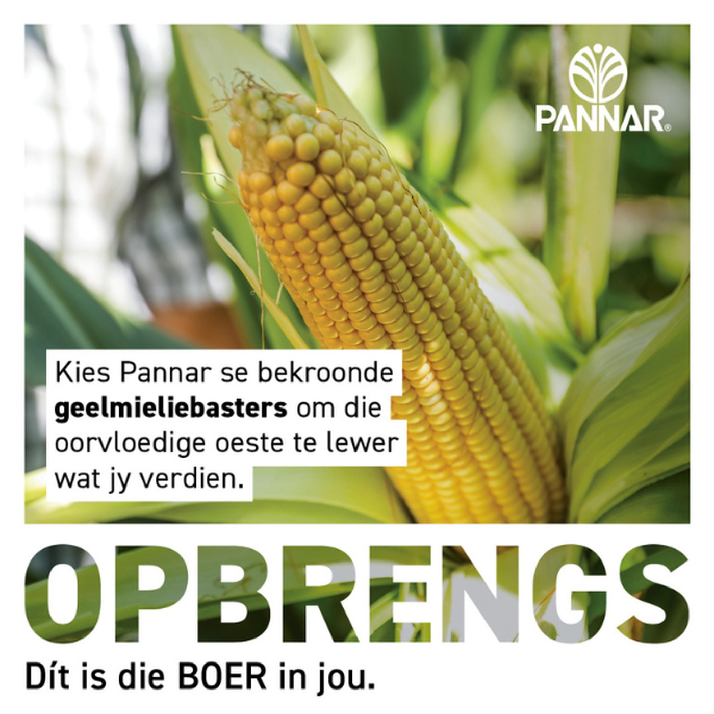 Pannar Suksesverhaal: Johan Swan oor die rol van ondersteuning wat net so belangrik is episode artwork