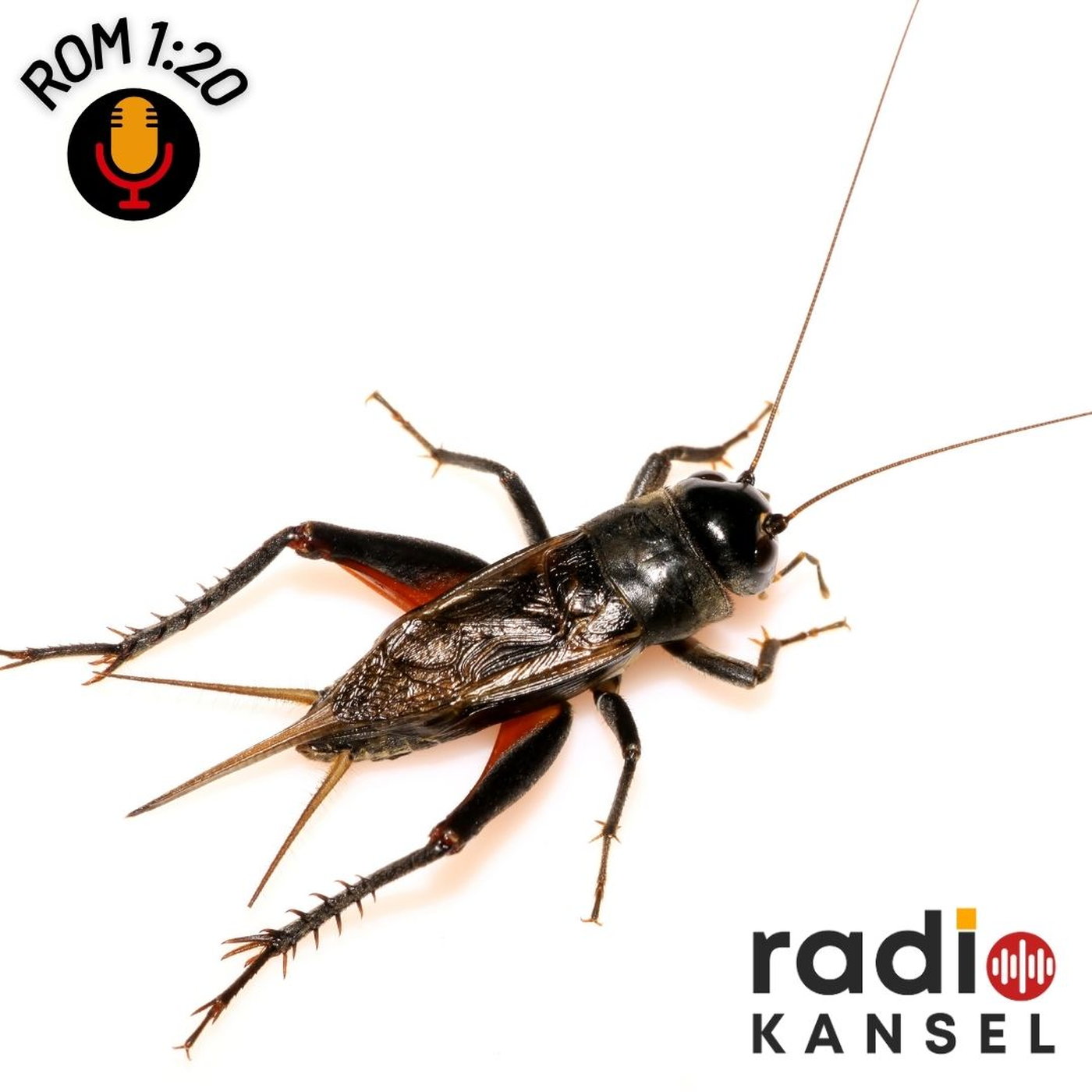 Rom 1:20 - God openbaar in die kriek