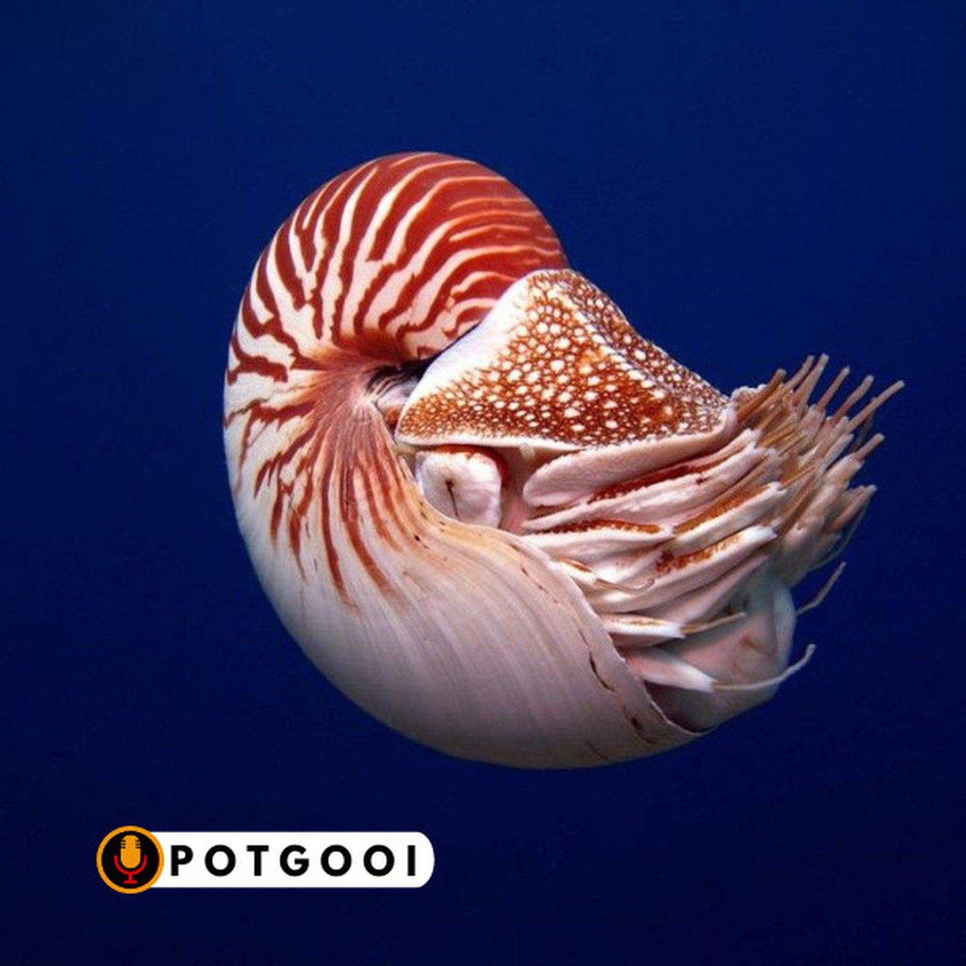 God in die Nautilus Skulpdier