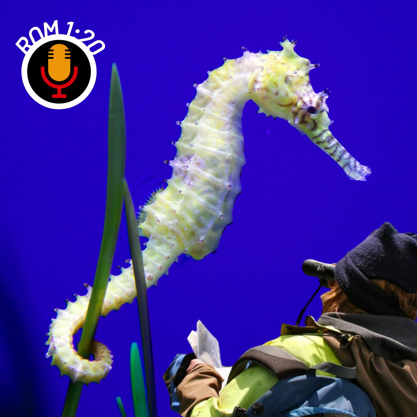 God in die seeperdjie