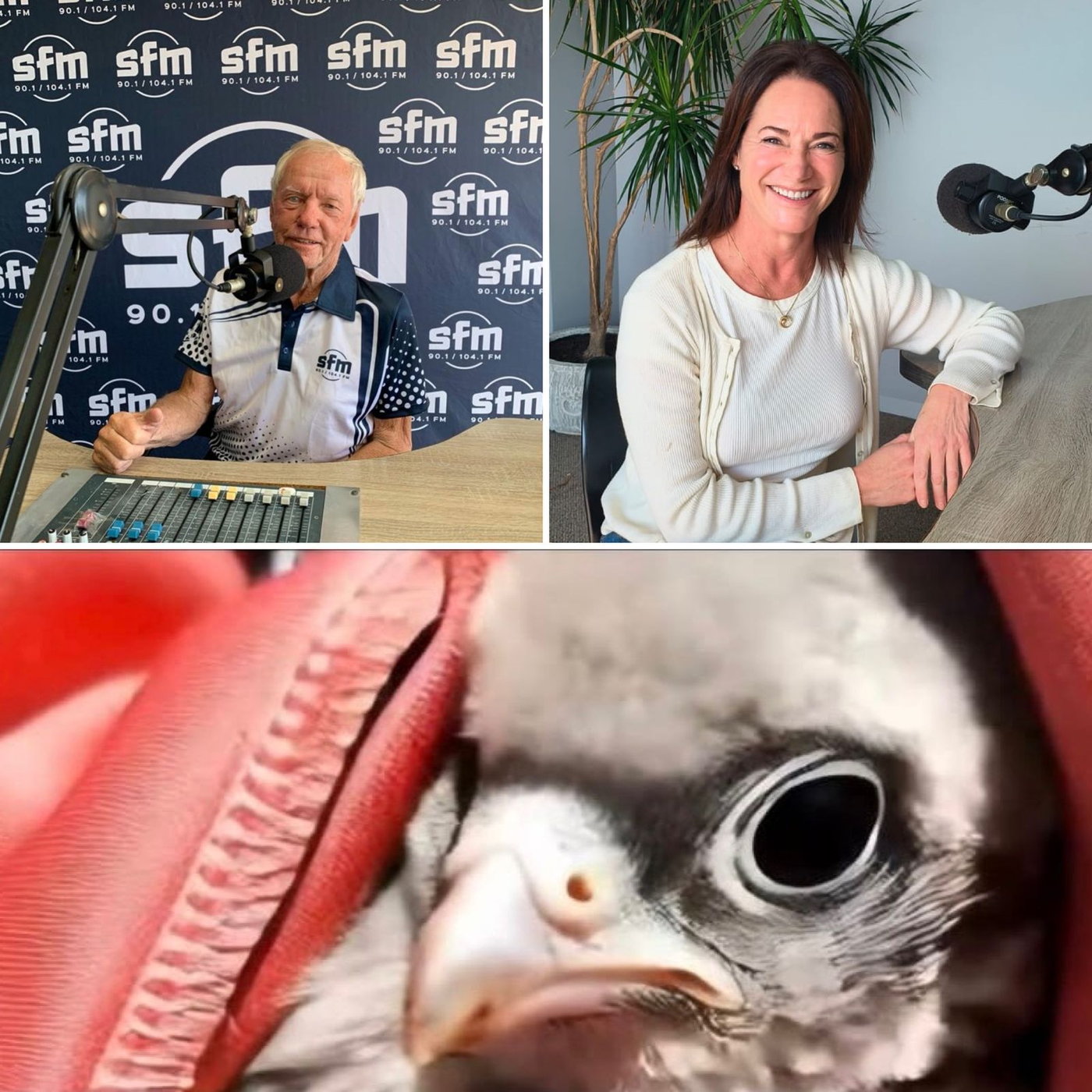 🦅🌿 KUS TOT KRUIN – ’n Tweede Kans vir ’n Rooivalkie 🌿🦅 21 Mei 2026 episode artwork