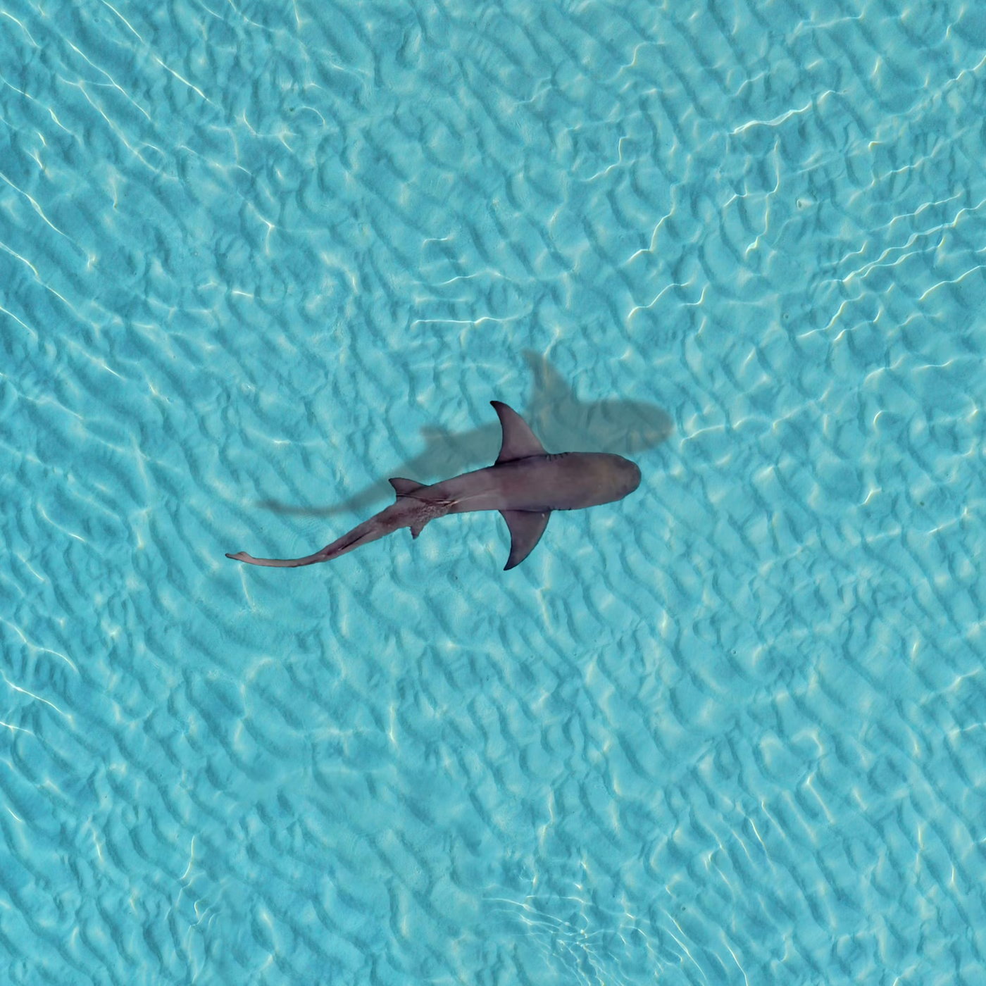 Route326: Mia Groeneveld van Science Saves Sharks oor Wêreld Haai Bewustheidsdag episode artwork