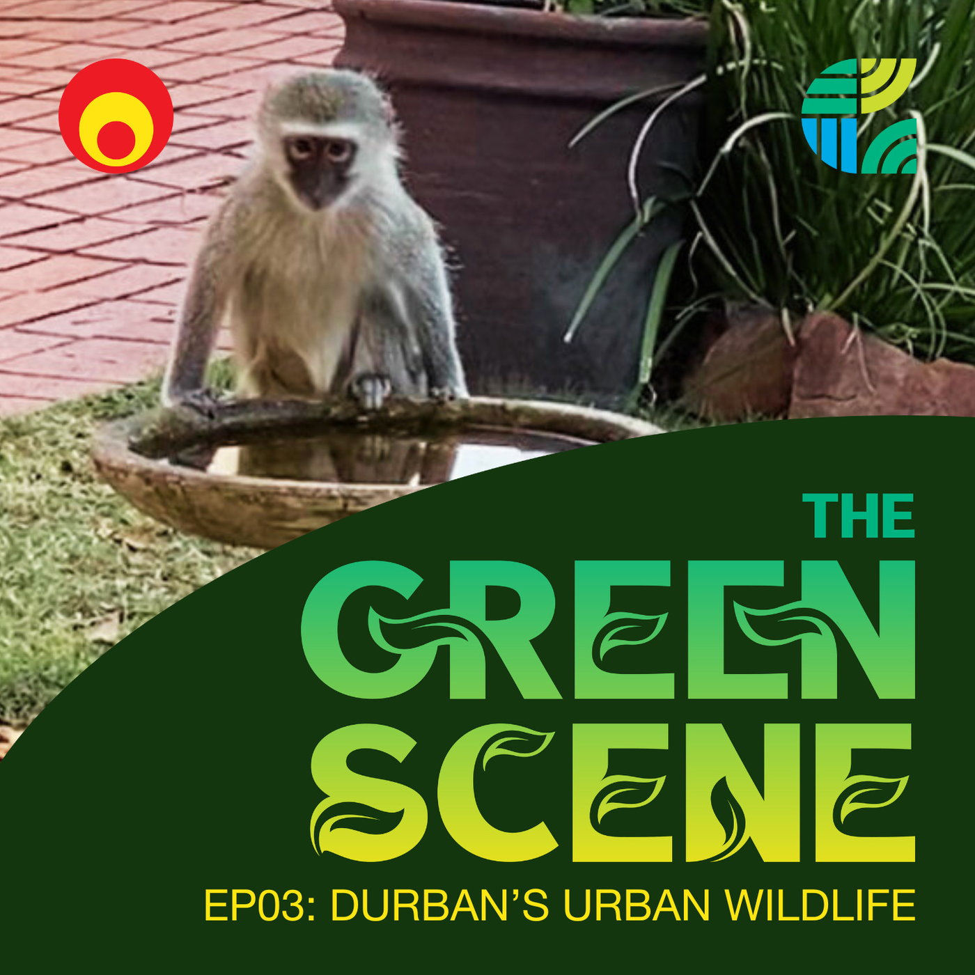 Durban's urban wildlife