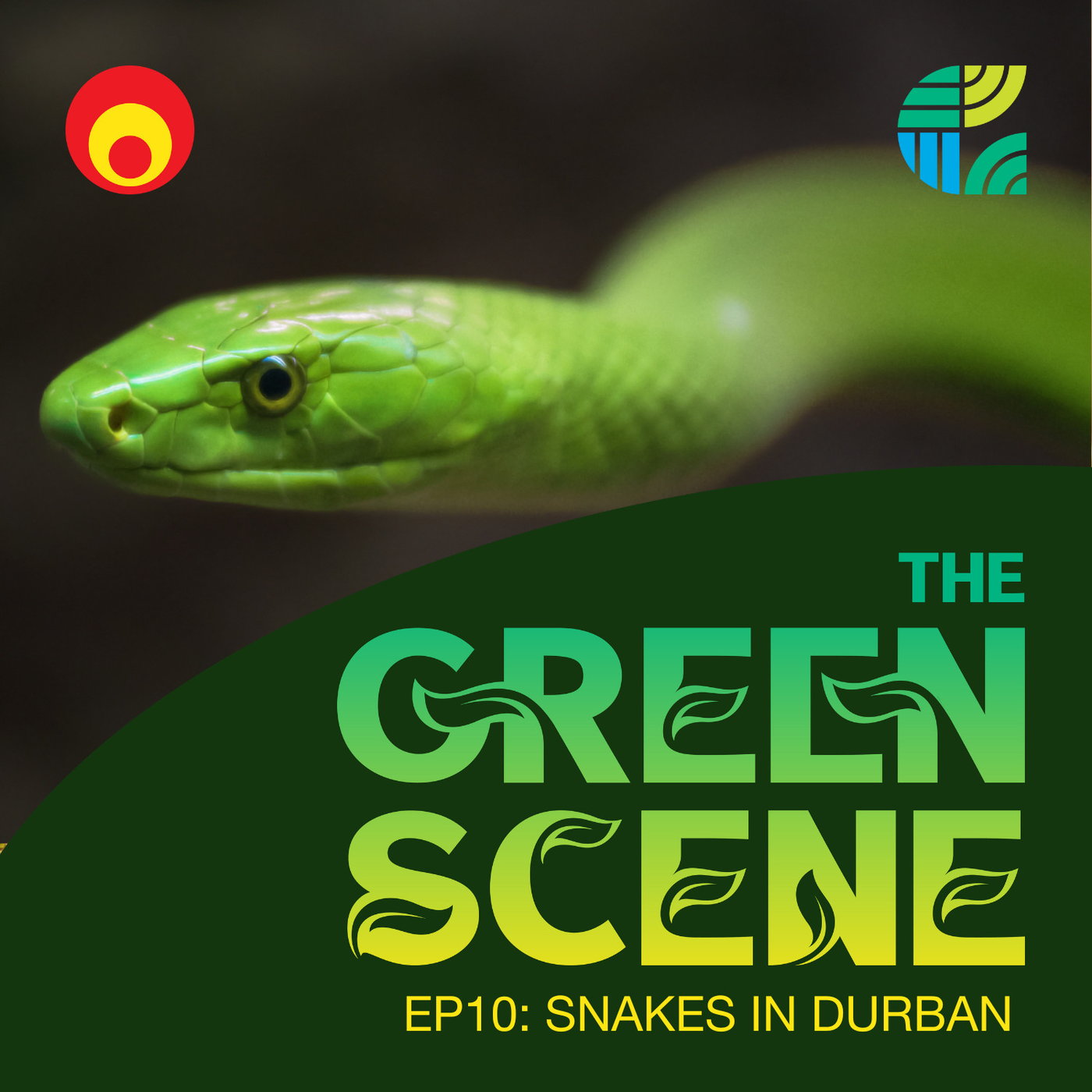 Snakes in Durban