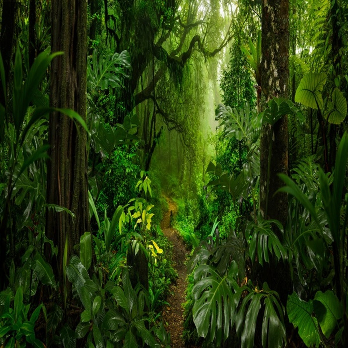 Tropiese reënwoude episode artwork
