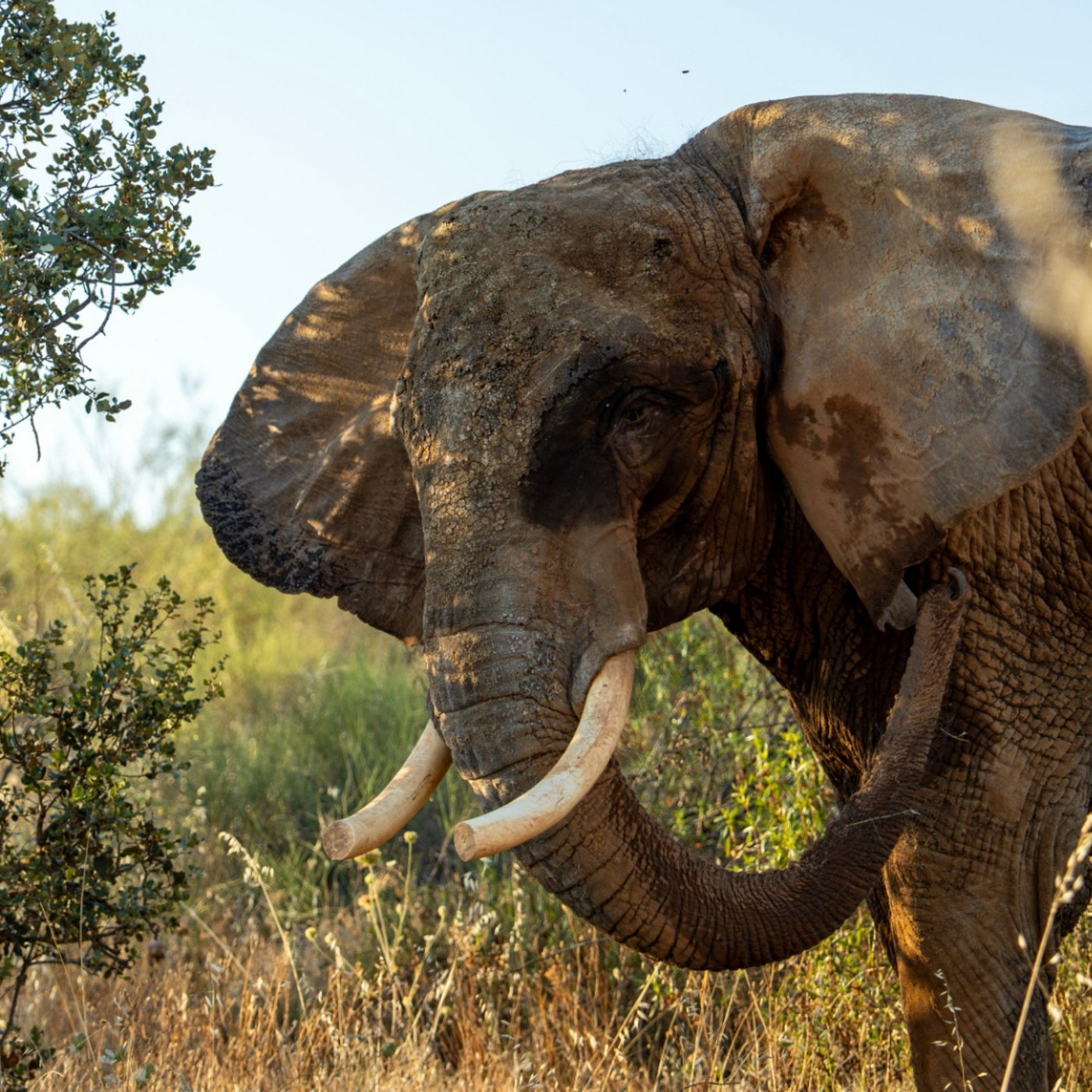 The Happy Pod: Portugal’s last circus elephant rehomed episode artwork