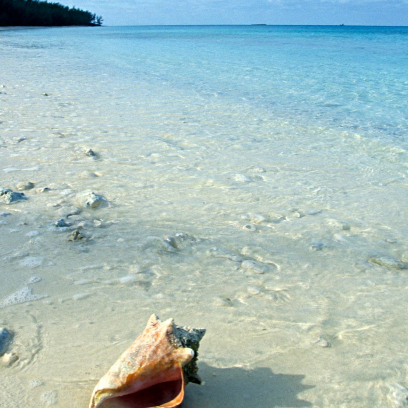 World's oceans hit record-high July temperatures episode artwork