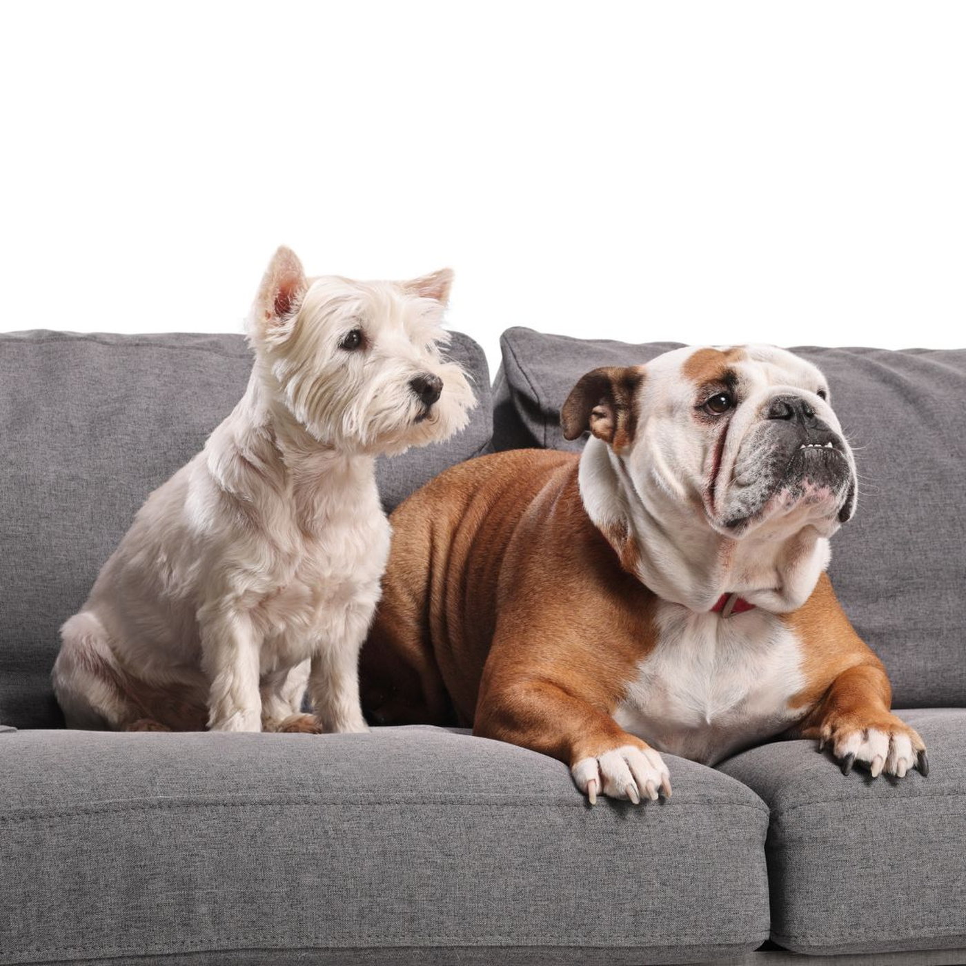 Pet TV is a thing — but is your dog actually watching? episode artwork