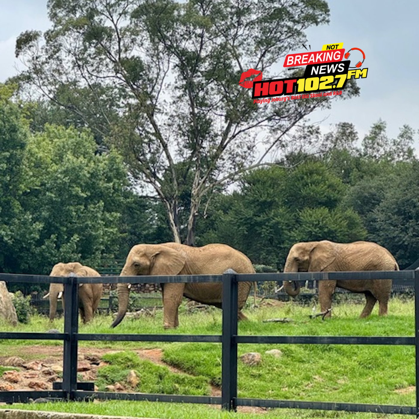 The fight to free the Joburg Zoo elephants is headed to court episode artwork