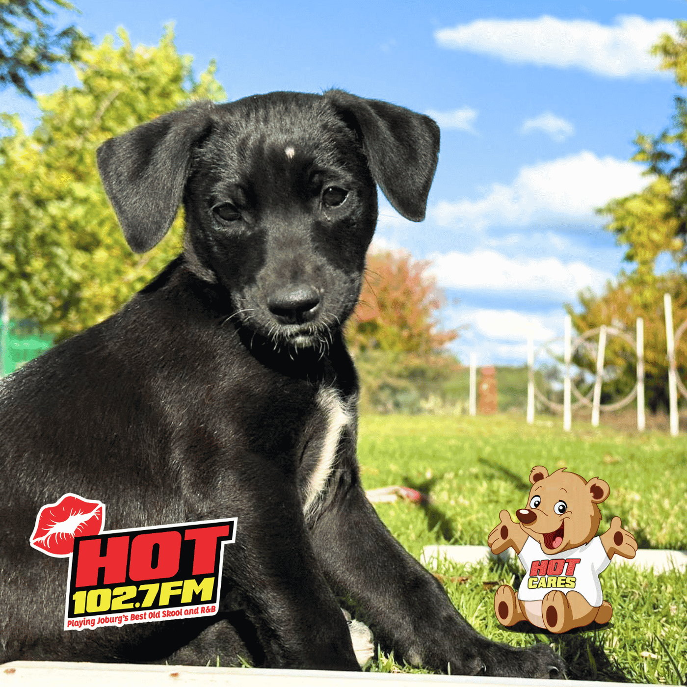 Hot Cares strengthens Vaalpets’ mission to protect vulnerable animals episode artwork