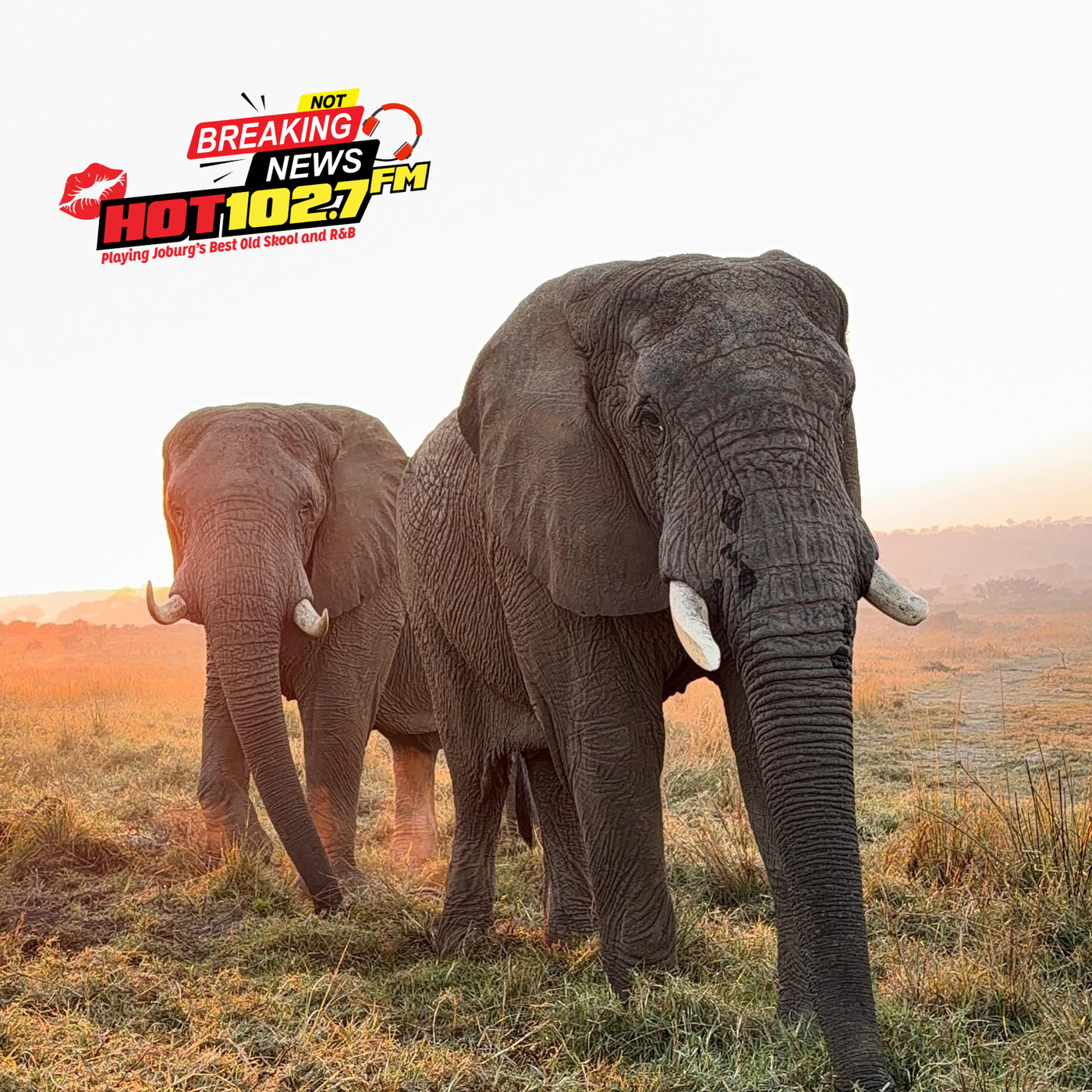 A Joburg couple's extraordinary race to raise awareness on World Elephant Day. episode artwork