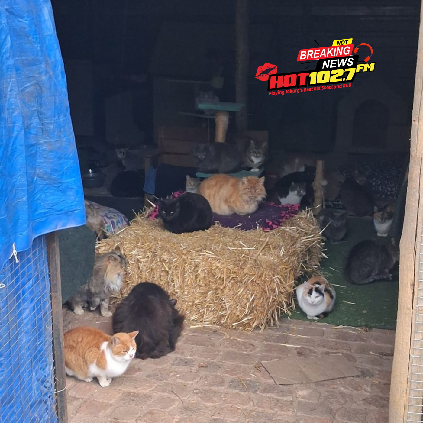65 cats rescued in Honeydew episode artwork