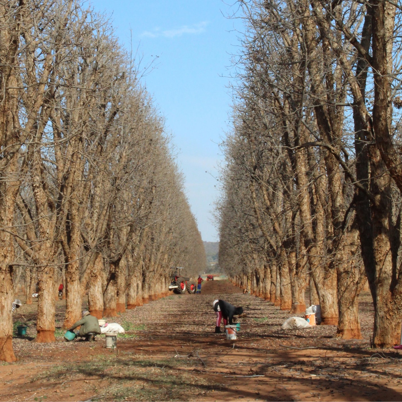 SA Agricultural Update: Market Shifts & Economic Outlook episode artwork