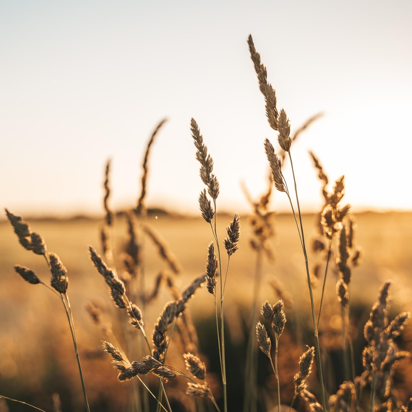 SA Agri-Insights: Policy Shifts, Climate Finance, and a Heavyweight Record episode artwork