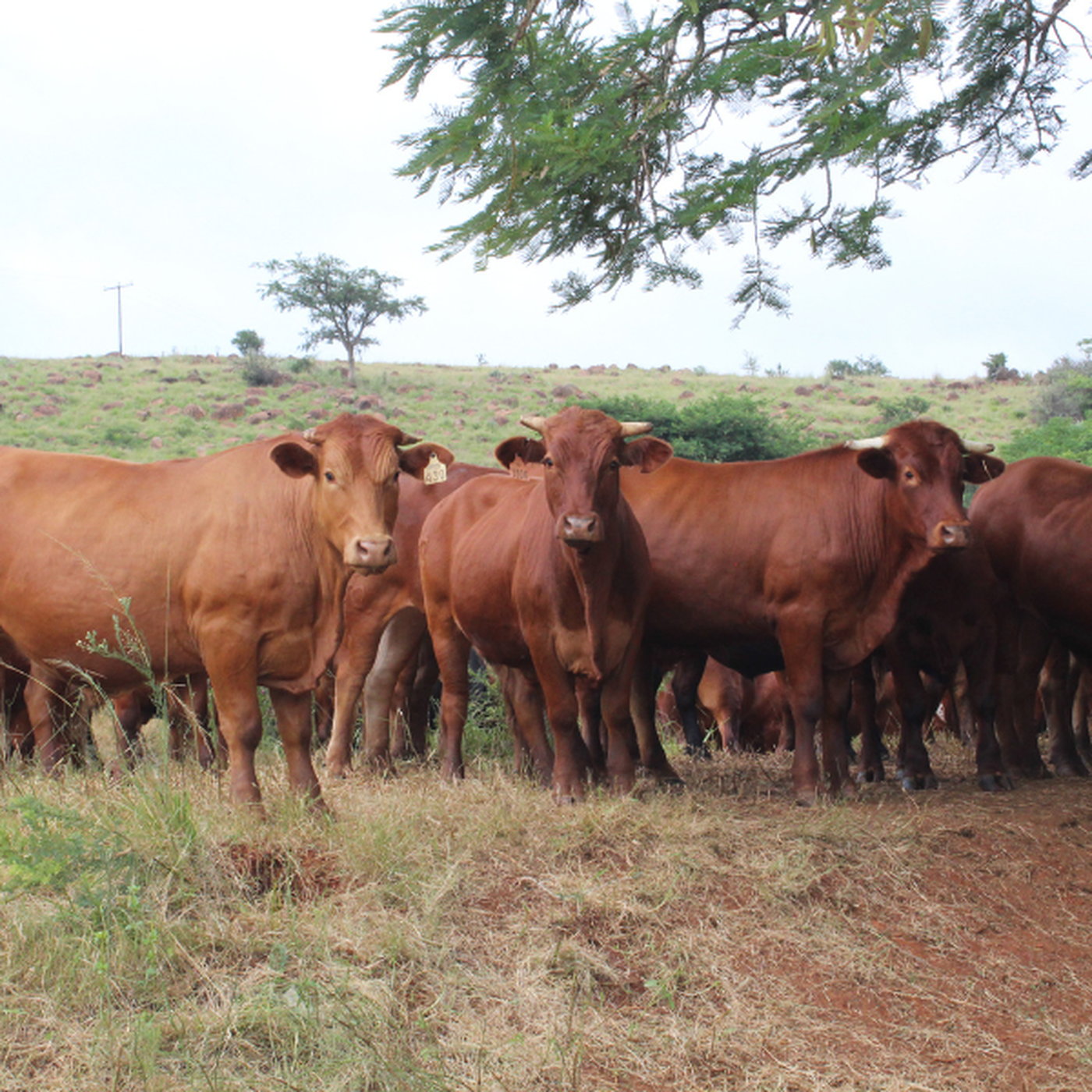 Policy Gaps and Legal Battles: Agriculture Faces Mounting Pressure Ahead of Namp episode artwork