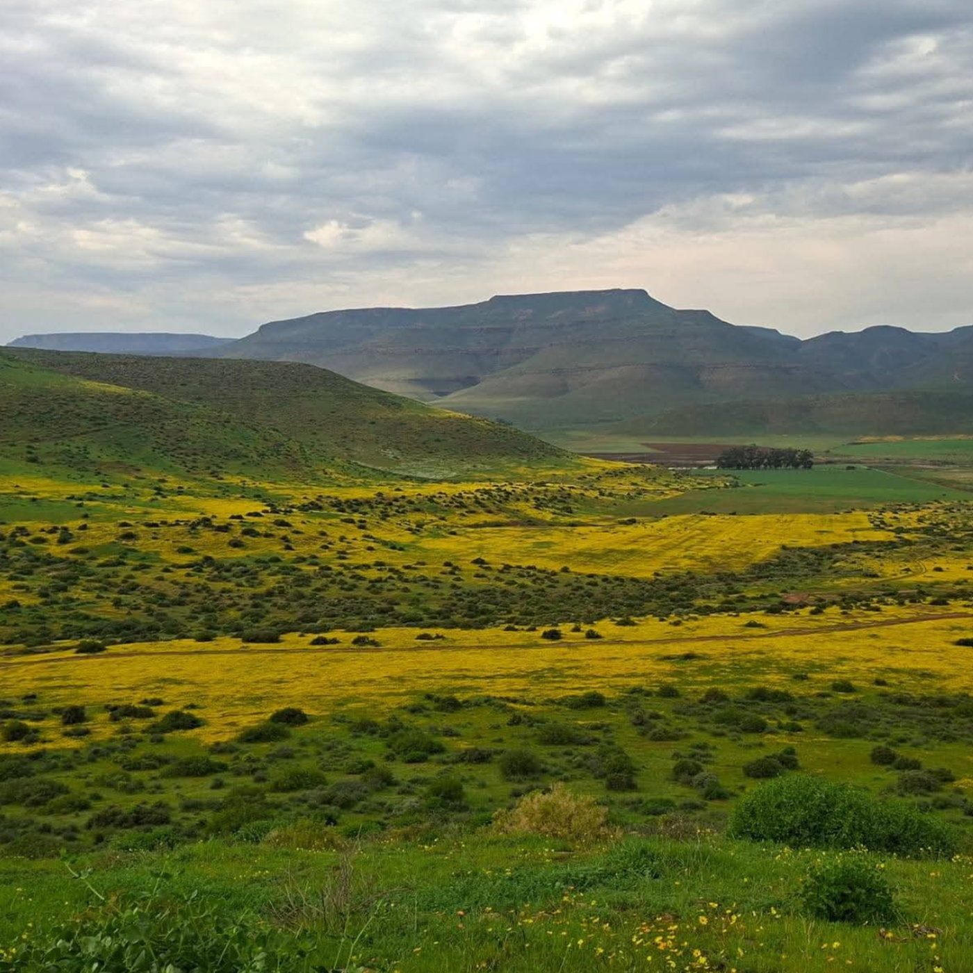 Western Cape Agriculture Threatened by Weather, Regulatory Changes, and Factory Closure episode artwork