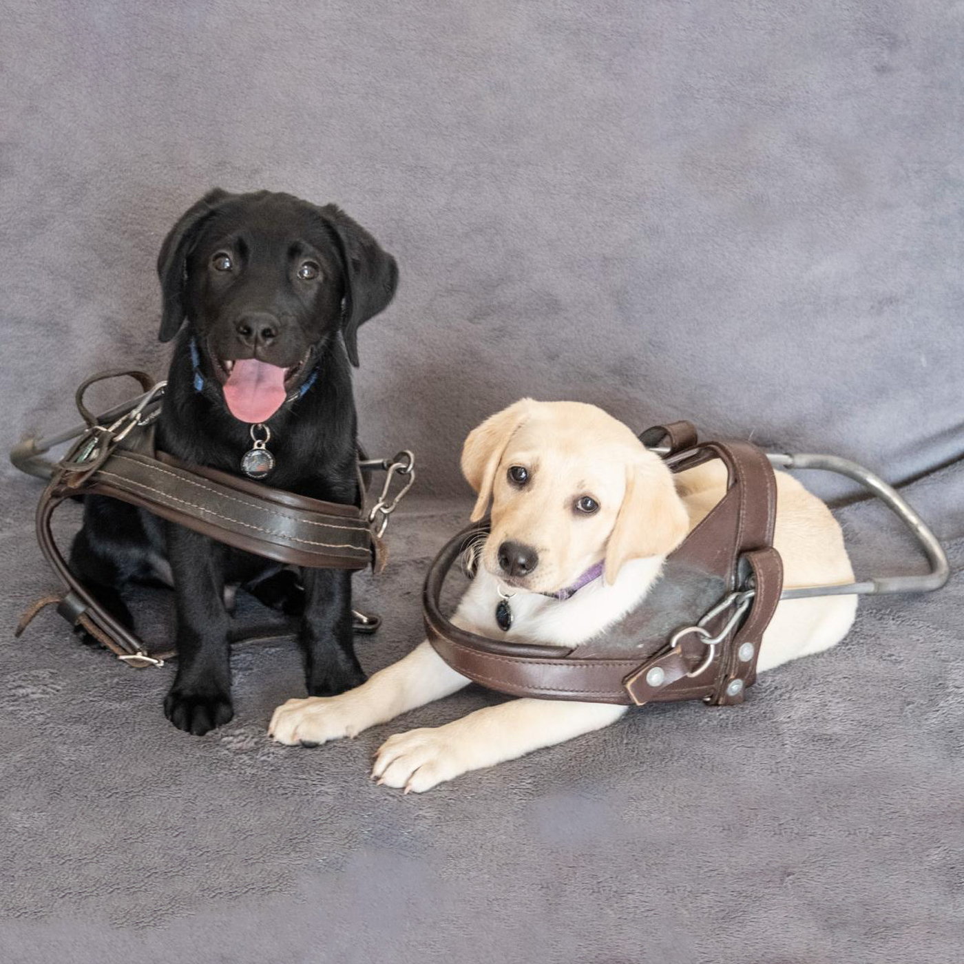 118 - Raising Guide Dog Puppies, with Wendy Purdon and Tania Robbertze episode artwork